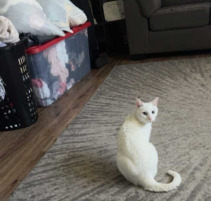 Photo of Bino