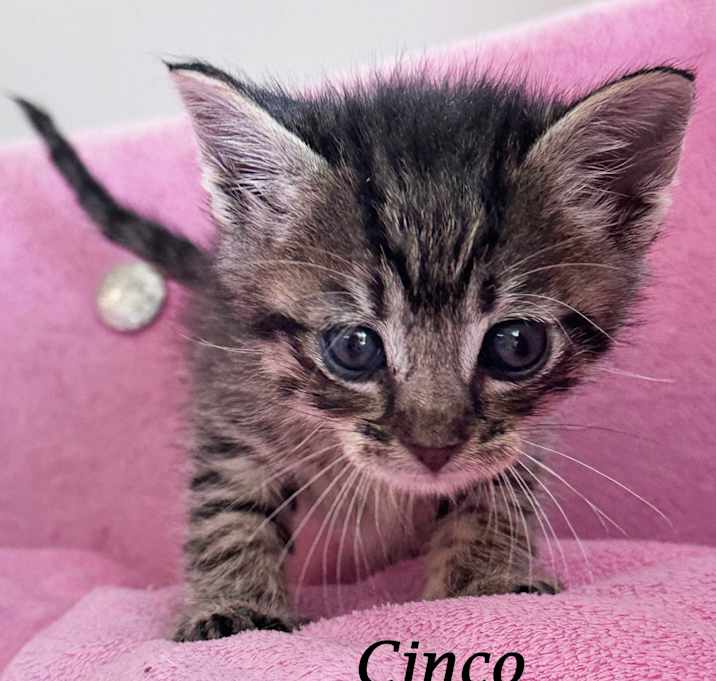 Photo of BABY CINCO
