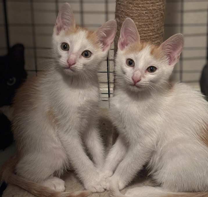 Photo of Marco and Polo (Twins)