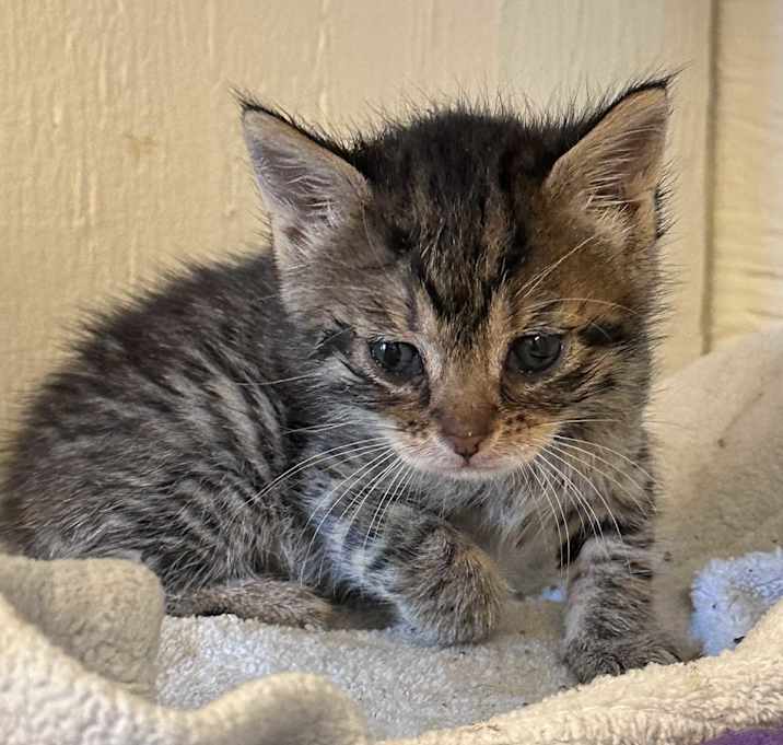 Photo of BABY MERMY