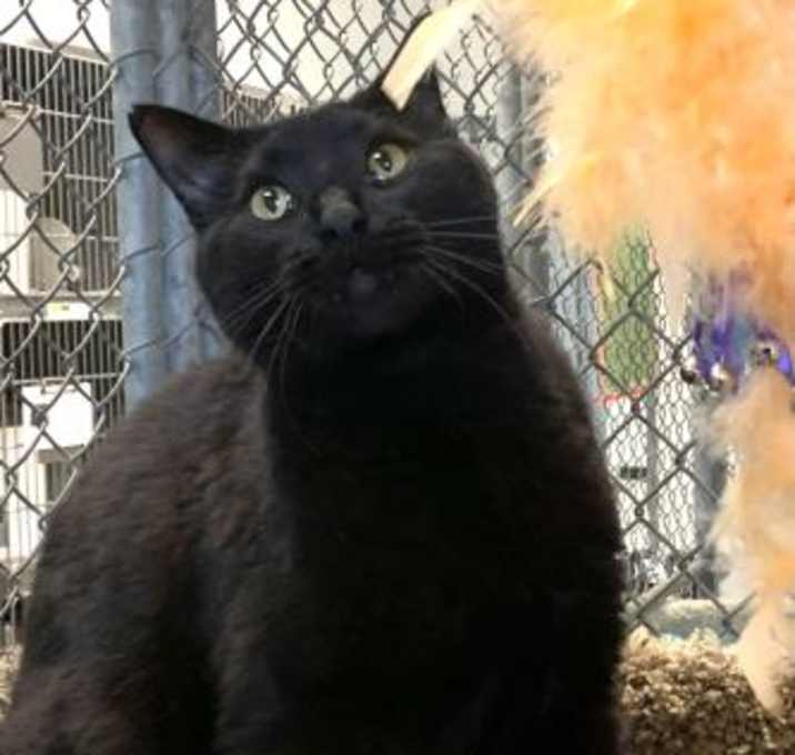 Photo of BLACKY