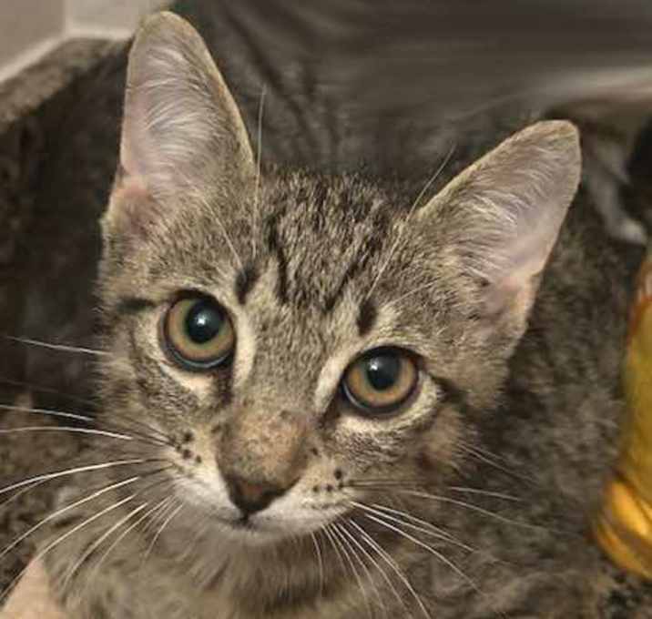 Photo of Maddux (Sadie, Roger