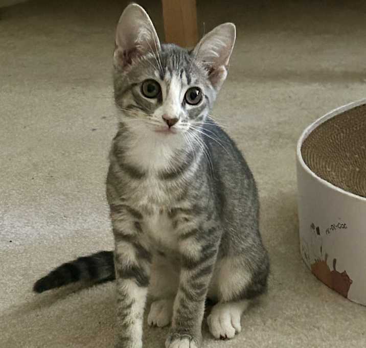 Photo of Sadie (maddux, roger)