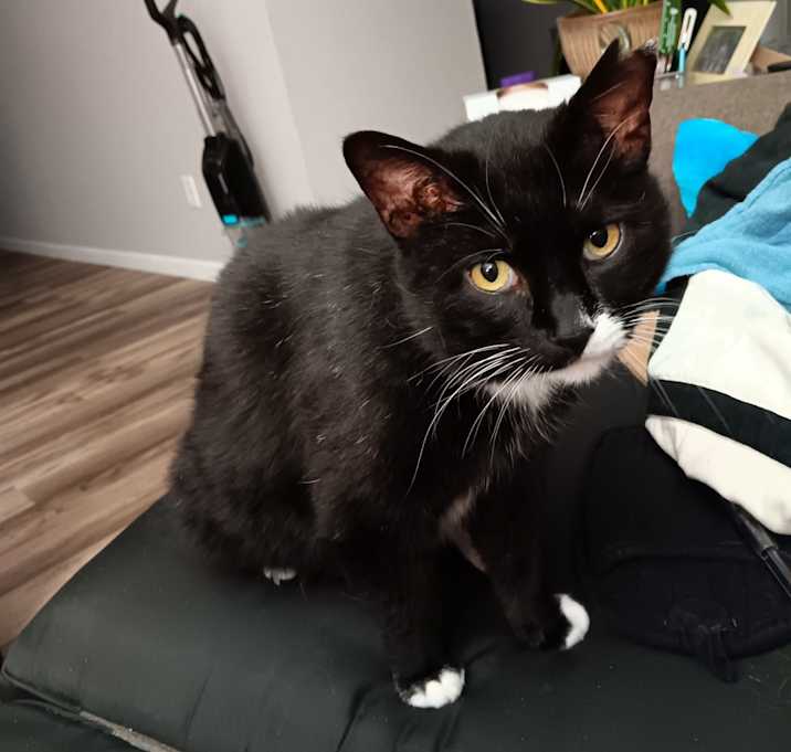 Photo of Cora