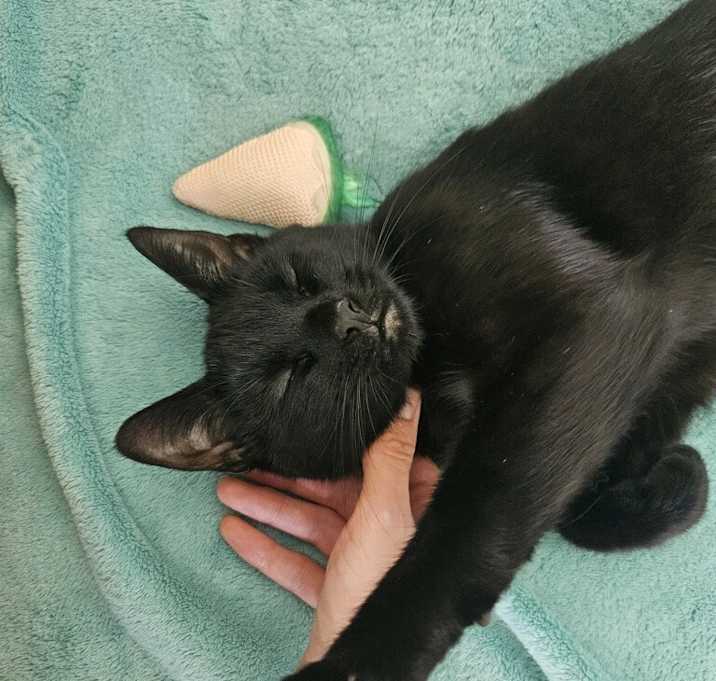 Photo of Slap Bracelet-I'm in a foster home-ask to visit me!