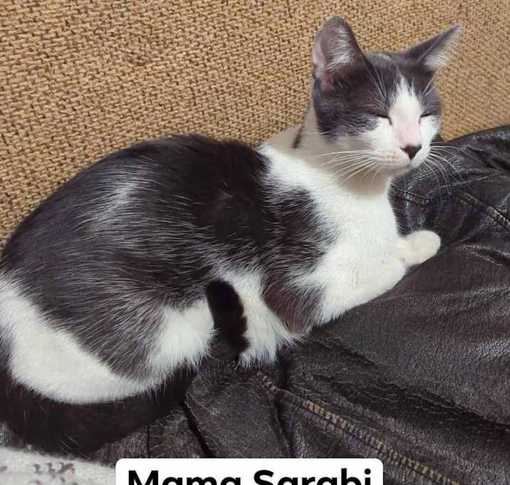 Photo of Sarabi