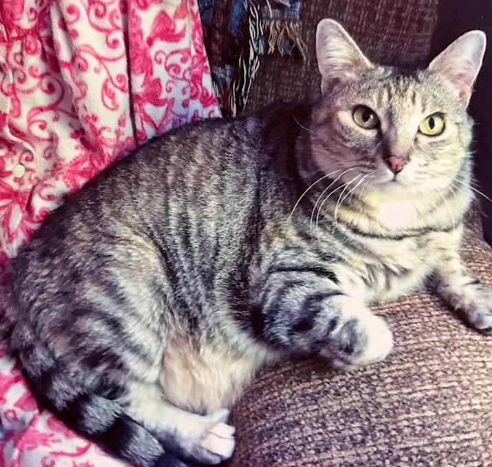 Photo of Gracie