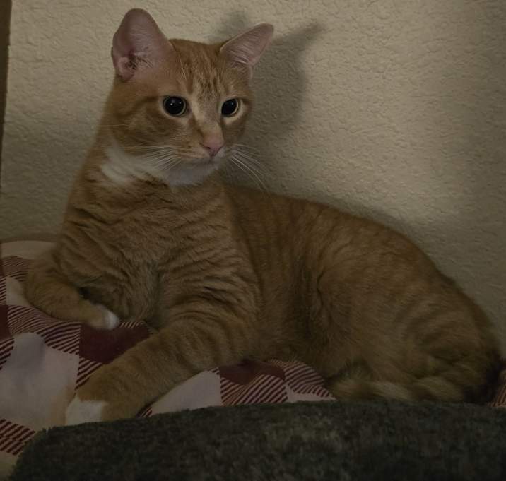 Photo of Mango & Cougar