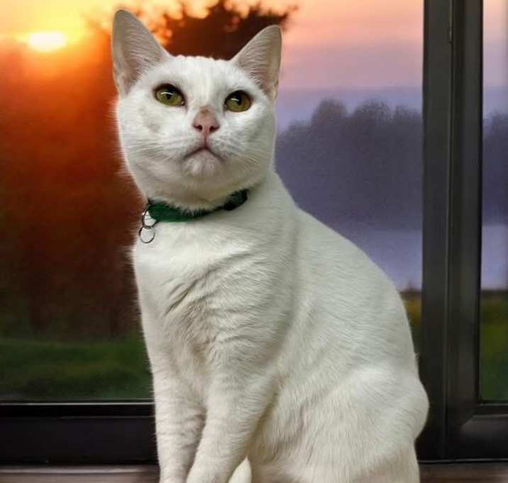 Photo of Blanca