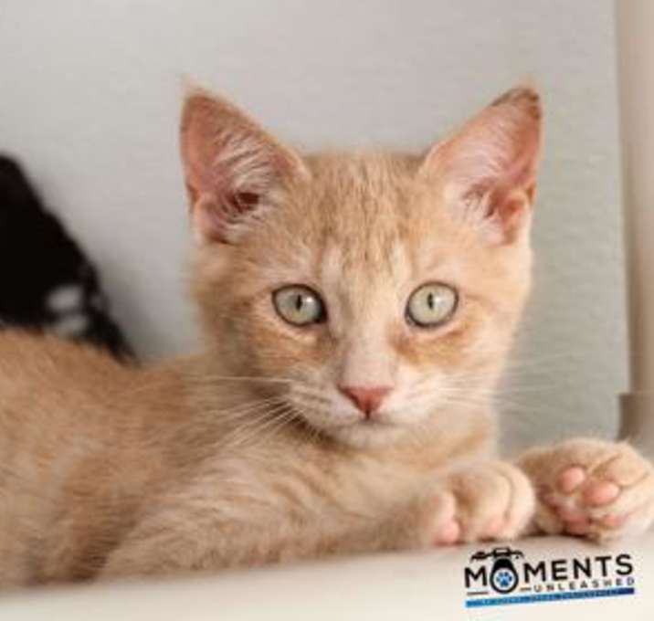 Photo of Rune