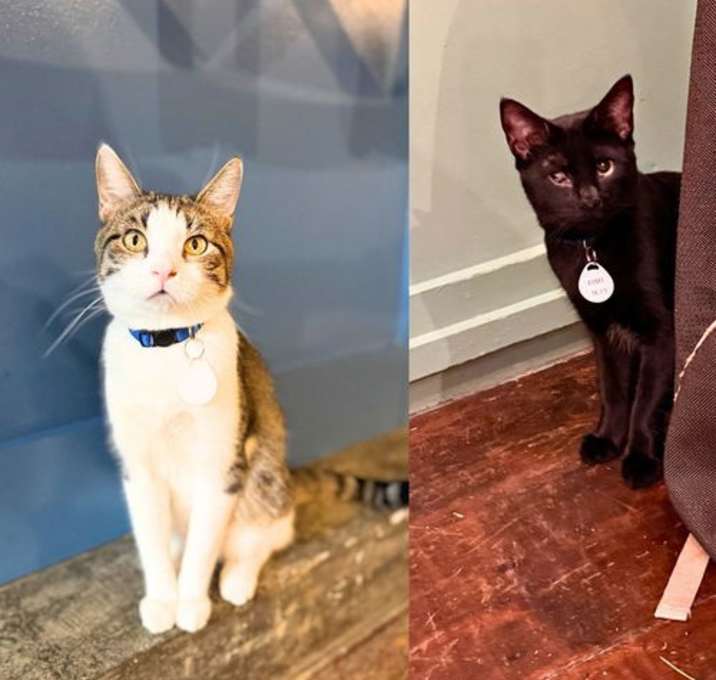 Photo of Blue & Fish