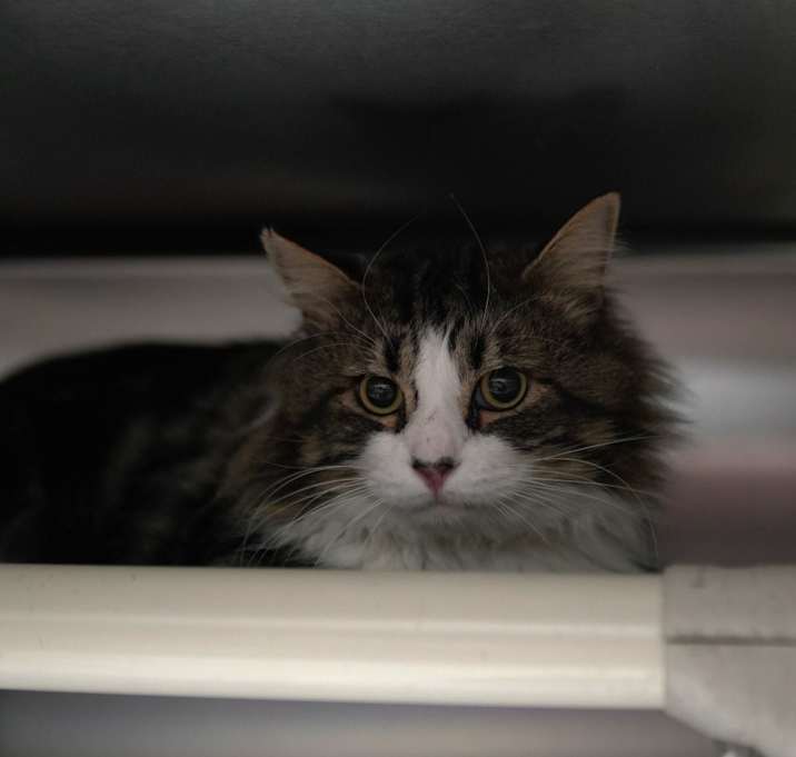 Photo of Artemis