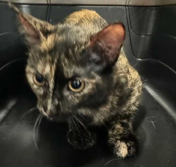 Photo of Maple