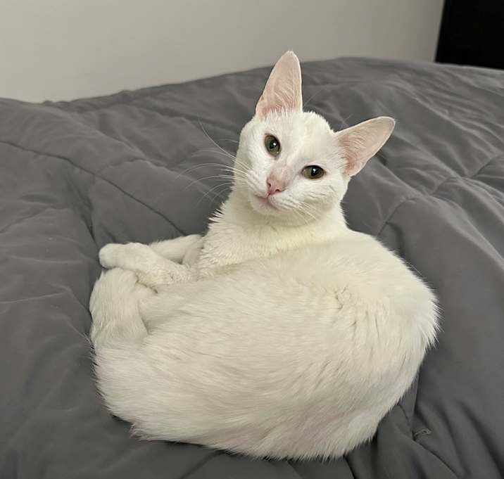 Photo of Simon Kitty