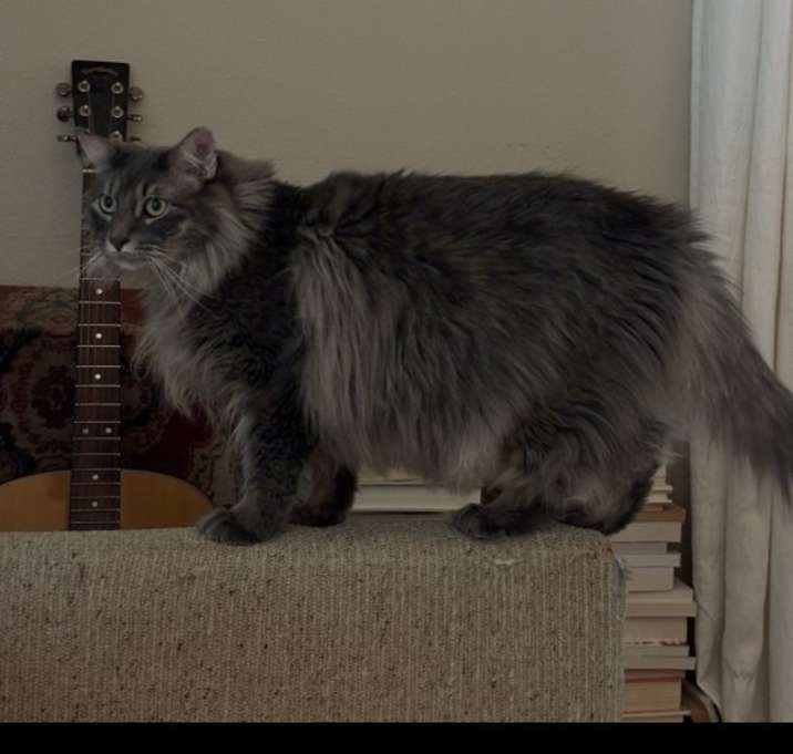 Photo of Cowboy