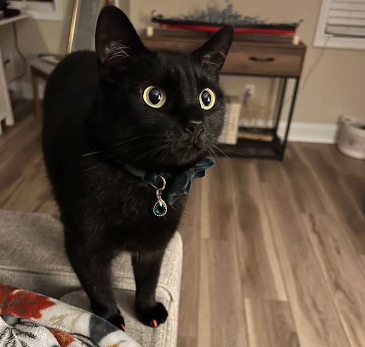 Photo of Ginger