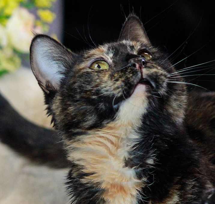 Photo of Trixie