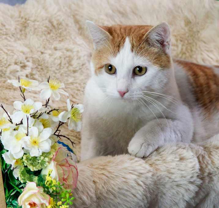 Photo of Simba