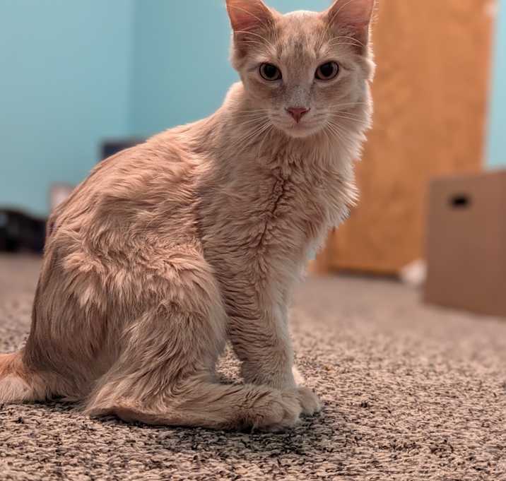 Photo of Spicy McCrispy