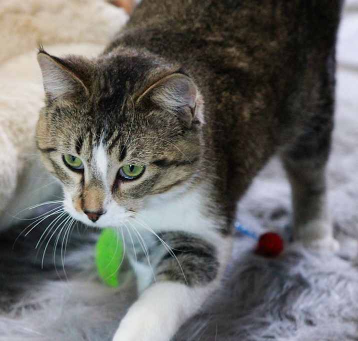 Photo of Rebel