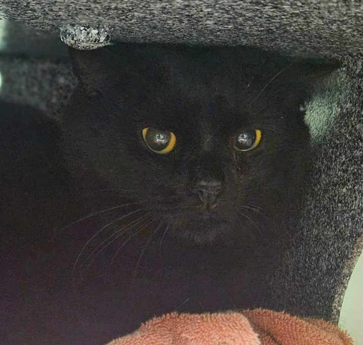 Photo of Chicken Nugget (working cat)