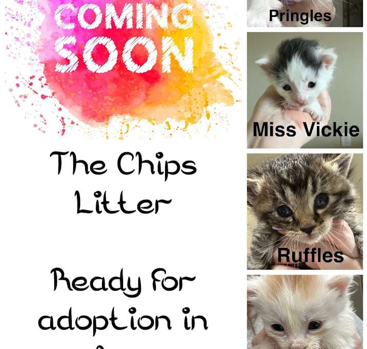 Photo of The Chips Litter