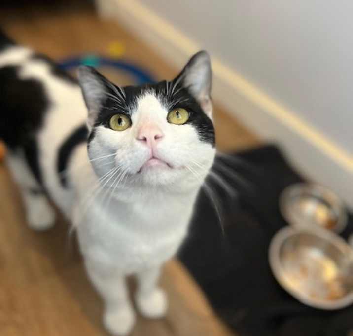 Photo of Henry