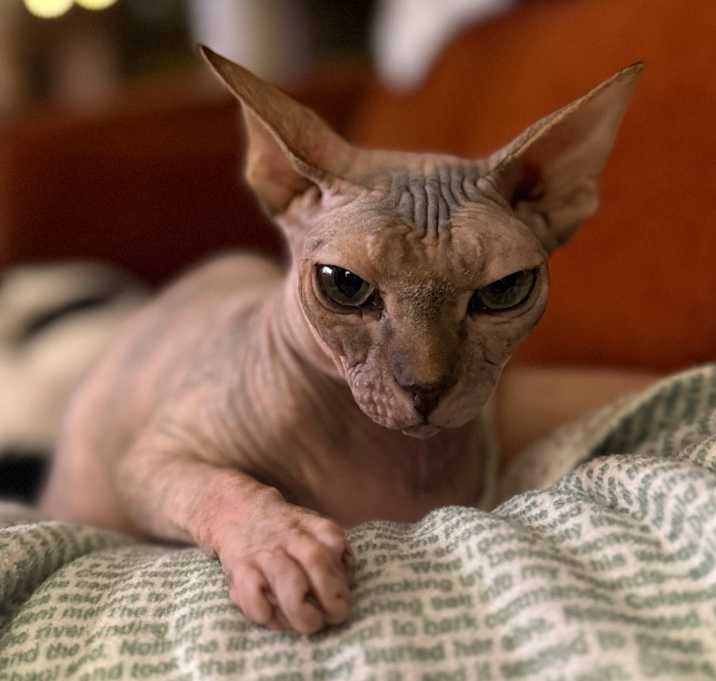 Photo of Tucci