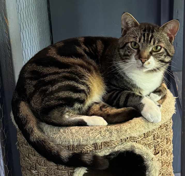 Photo of Link