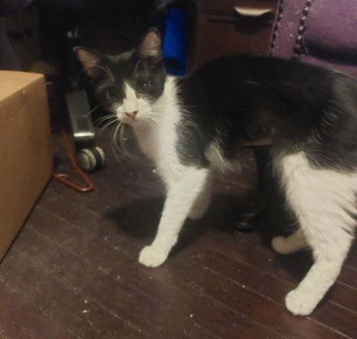 Photo of Magpie