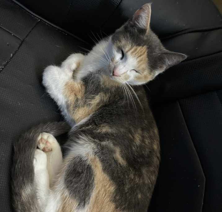 Photo of Whiskey