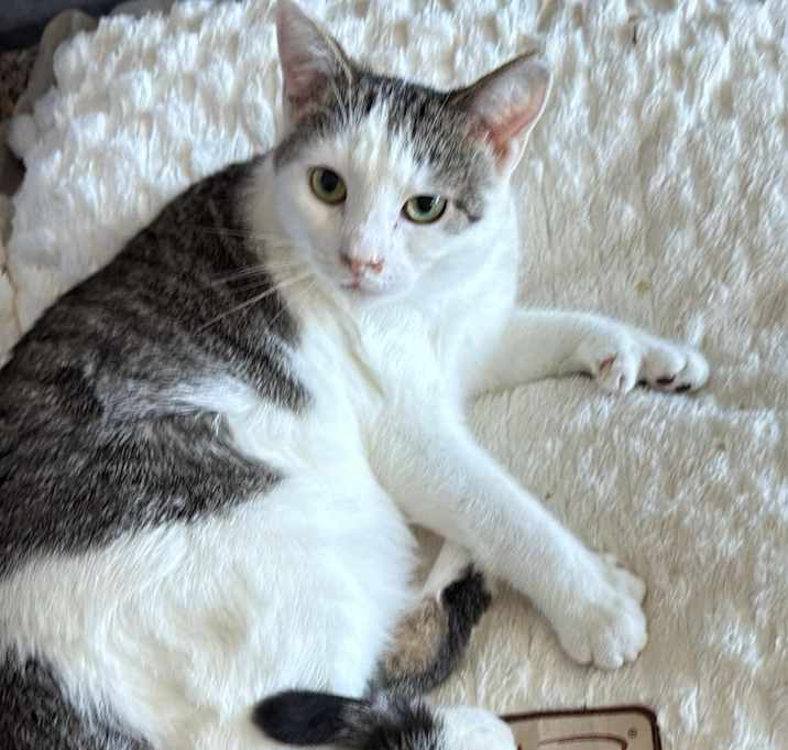 Photo of Snowy