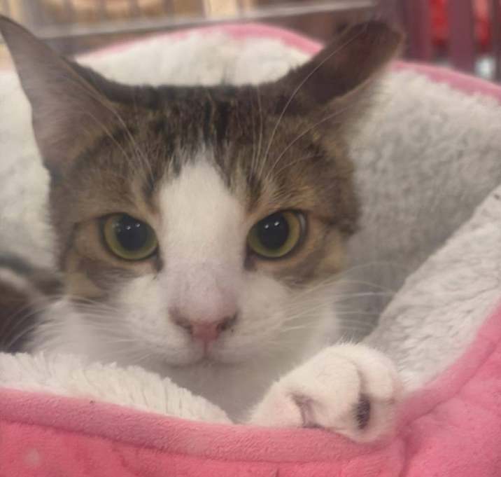 Photo of Pumpkin