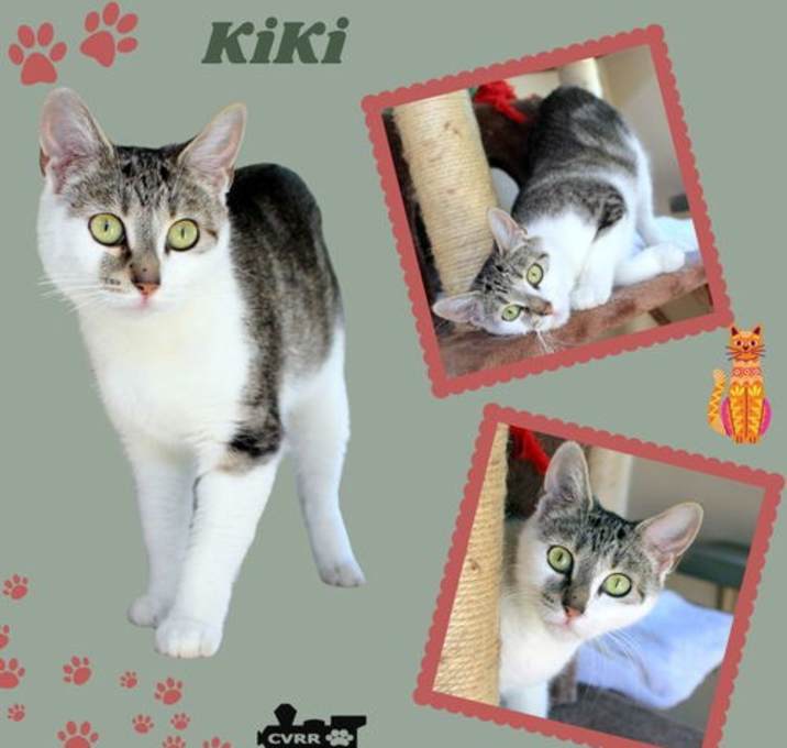 Photo of KiKi (Cat)