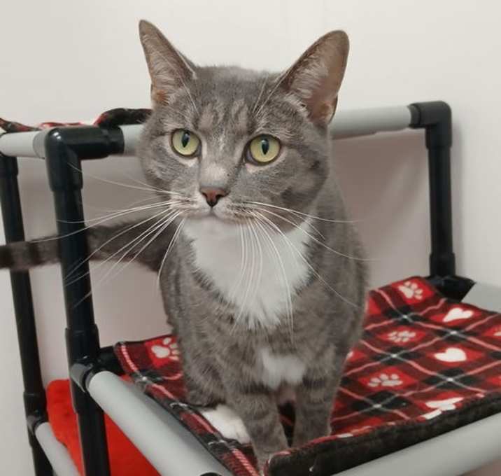 Photo of Nala