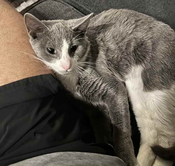 Photo of Cat