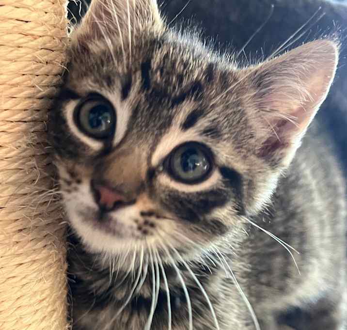 Photo of Lando