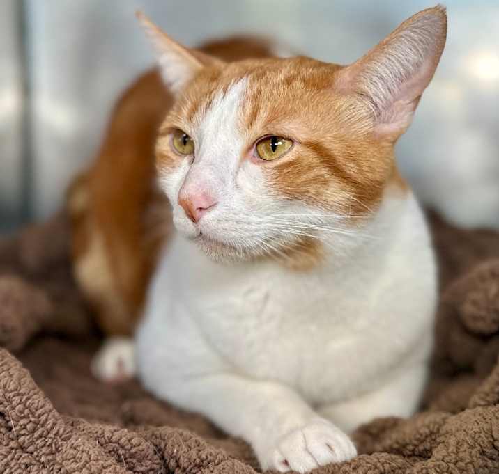 Photo of Cornbread 20