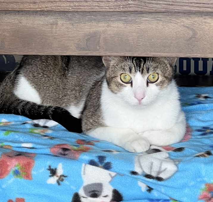 Photo of Baccarat (7968 FELINE)