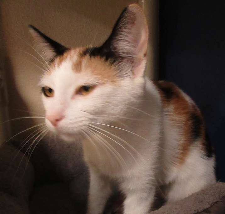 Photo of Basil