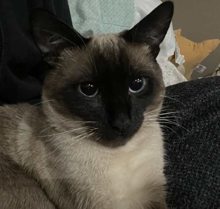 Photo of Chubs