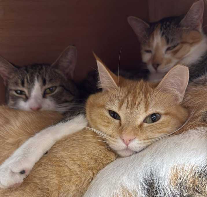 Photo of Ginger