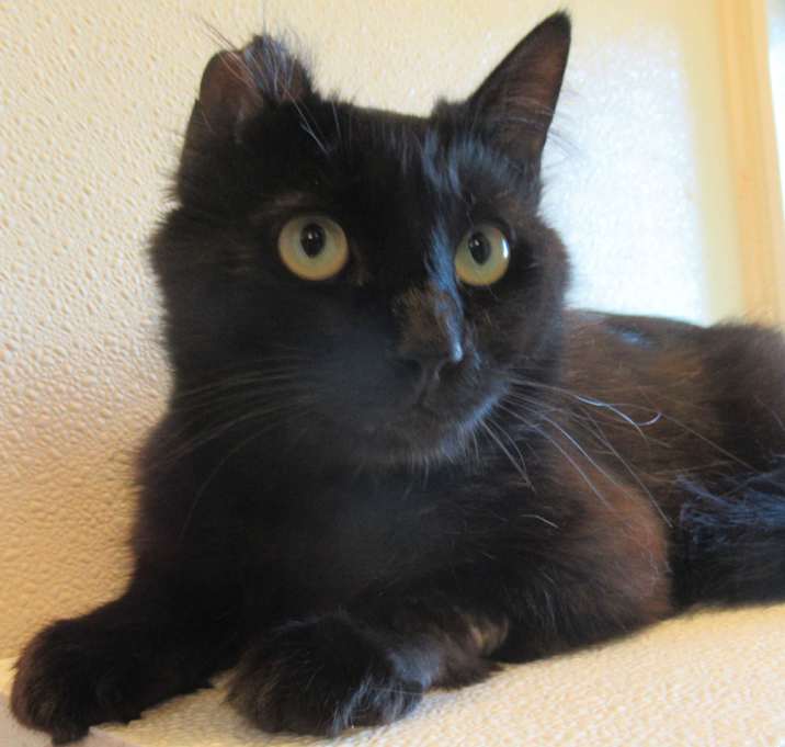 Photo of Maverick