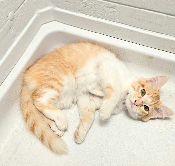 Photo of Kitties