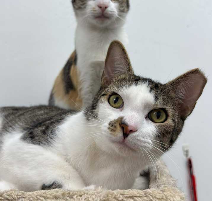 Photo of Pudding and Laverne