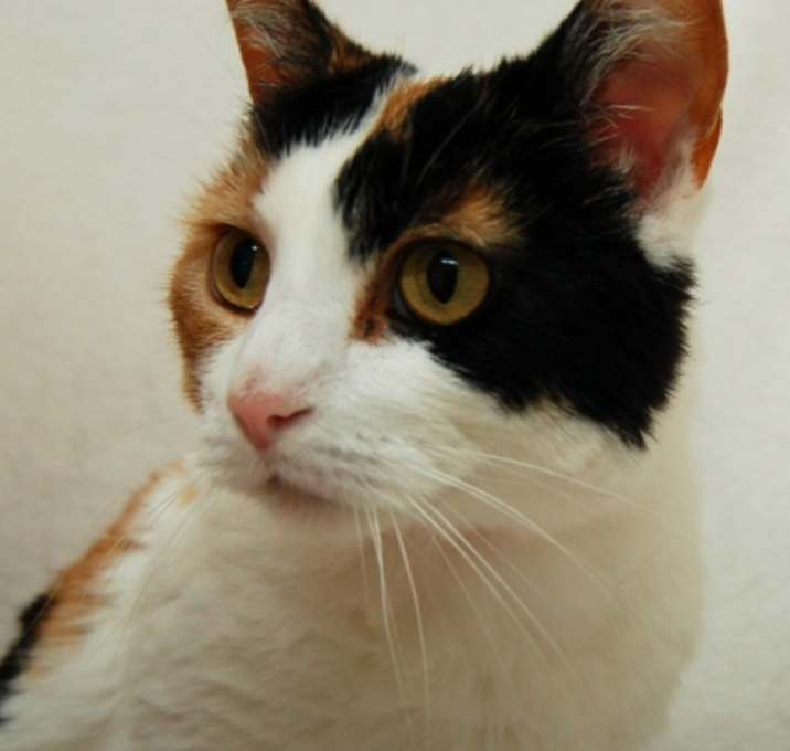 Photo of Sweetums