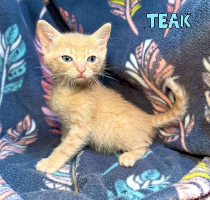 Photo of Teak