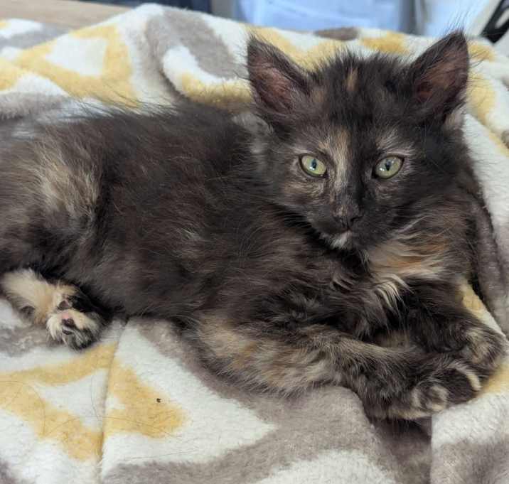 Photo of Josie