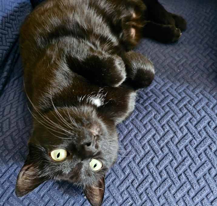 Photo of Zoey (VIDEO) *supplies*