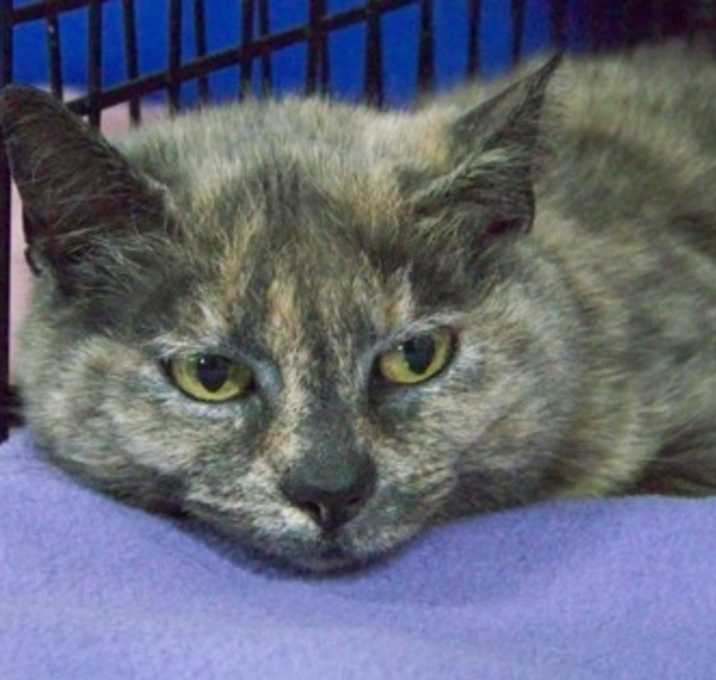 Photo of Pandora